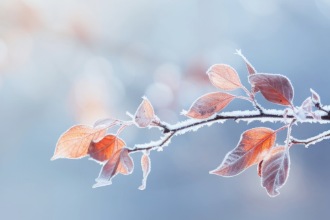 Frosty Branches